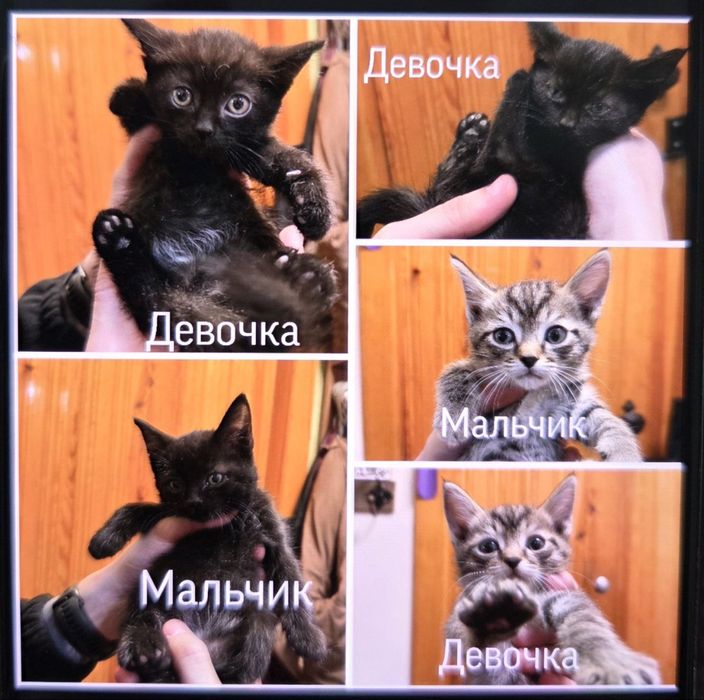 Ищут дом котята