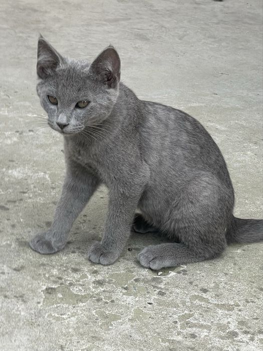 Отдам двух котят в добрые и ответственные руки