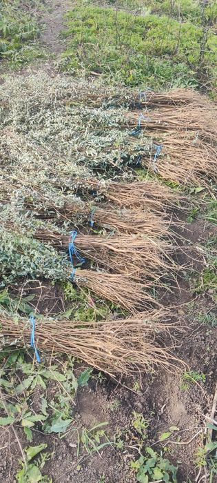 Puieți de salcâm frasin paltin fag carpen mesteacăn tei brad pin molid