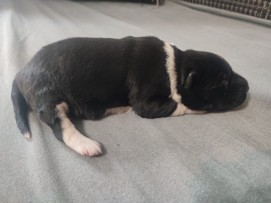 Майкудук. Щенок в добрые руки