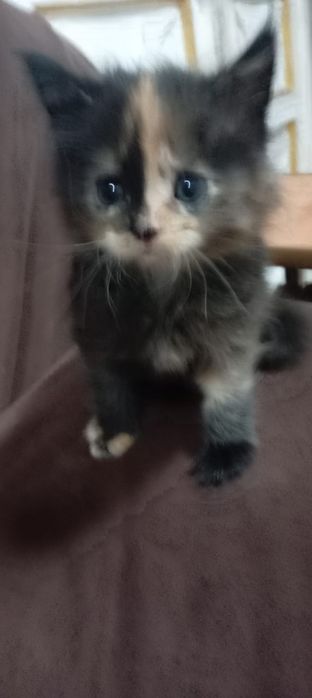 Котята Мей Куна!