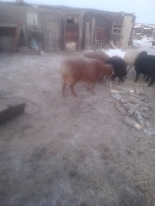 Продам овечки стоят на откорме