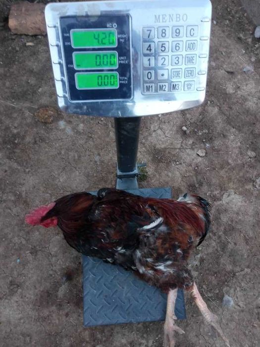 KARESKIY XANXYAP3 ser tuxum va goʻsht yoʻnalishidagi tovuqlar