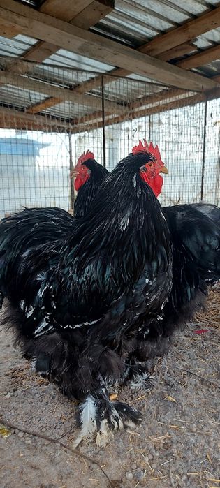 Семейка кохинхин