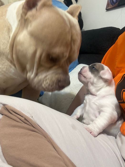 American bully американско були момче