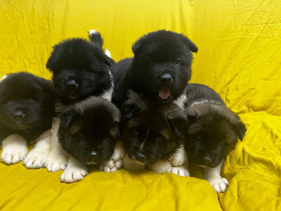 Продам щенков американской акиты