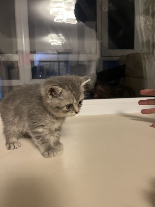 Котёнок шотландский