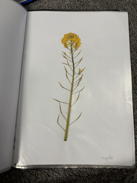 Ierbar 30 plante