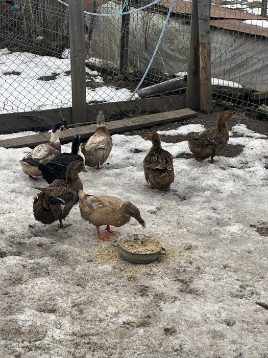 Gaste si rate de vanzare