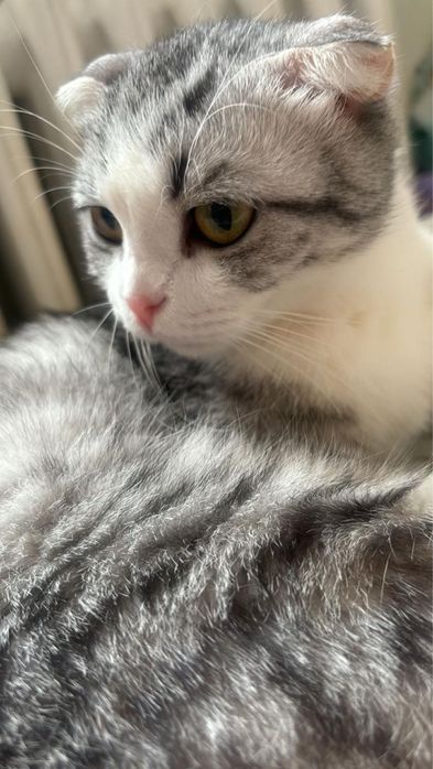 шотландская вислоухая кошка