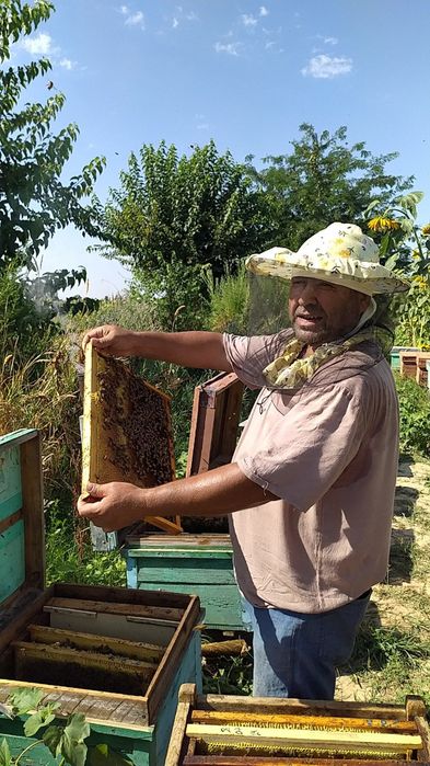 Паркент туманида.Ишчан аса ари оилалари бор