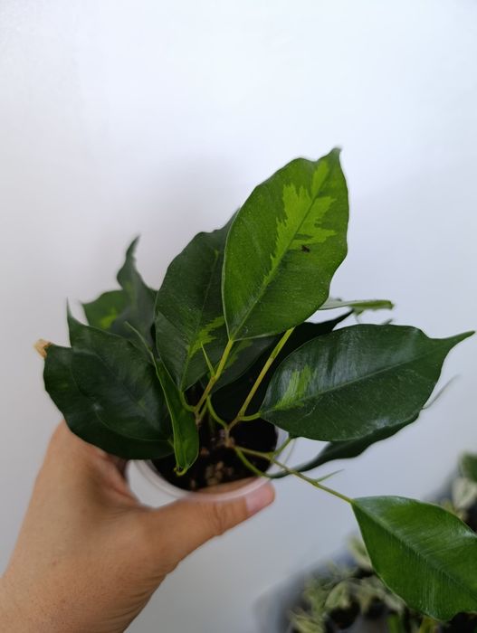 Продам сортовые фикусы