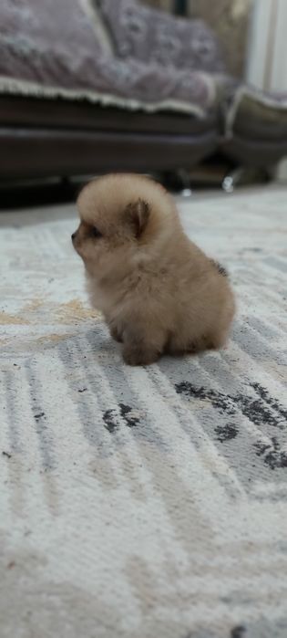 Шпиц мальчик супер миник