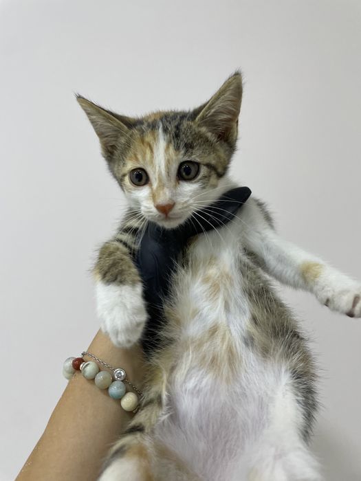 Котенок в добрые руки