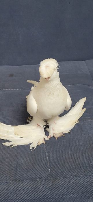 Голуби валерный..