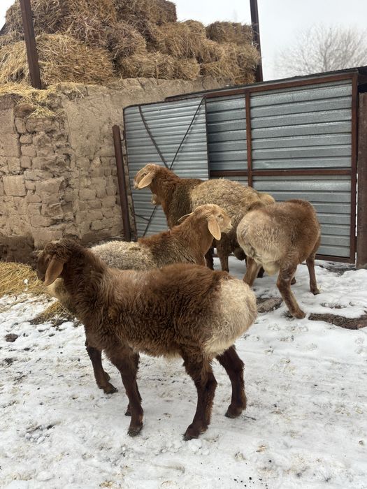 Кошкарлар сатылады