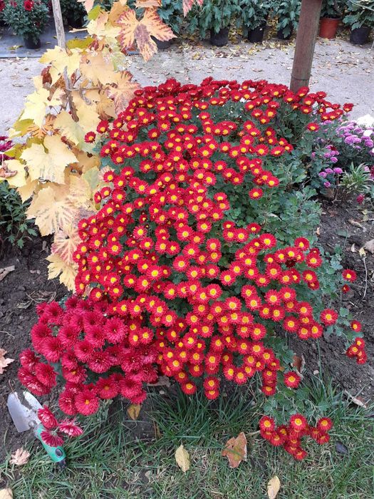 Lichidare stoc crizanteme la ghiveci, buche si radacini