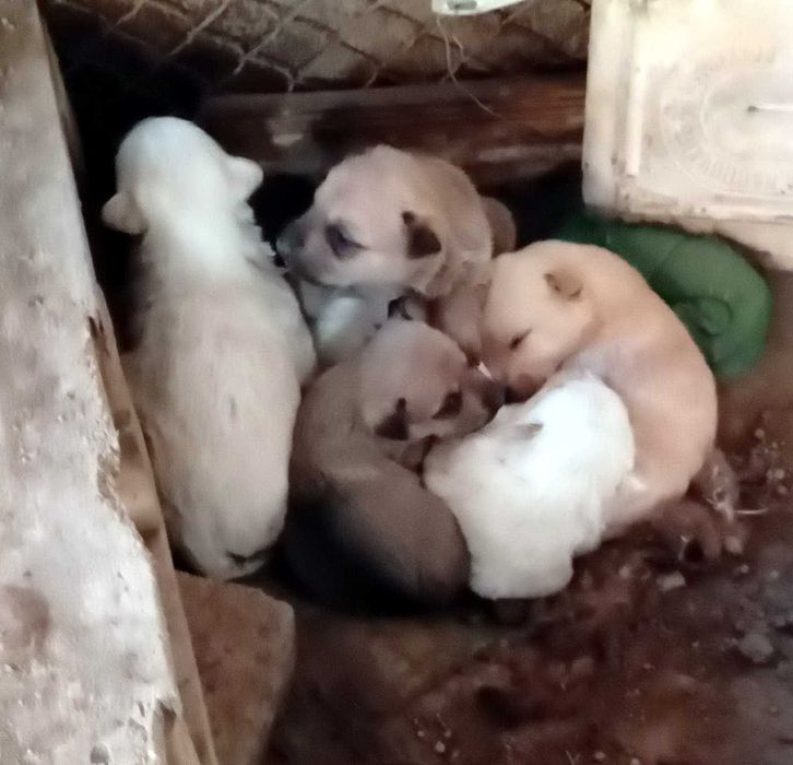 Кученца за подаряване.