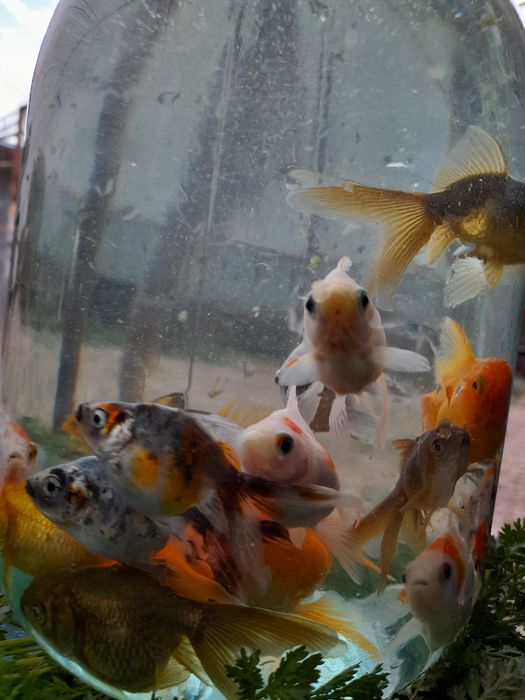 Продаётся Аранда  рыби