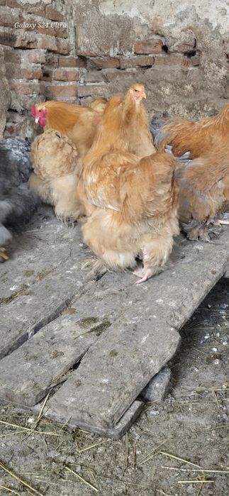 Cocosi cochinchina urias