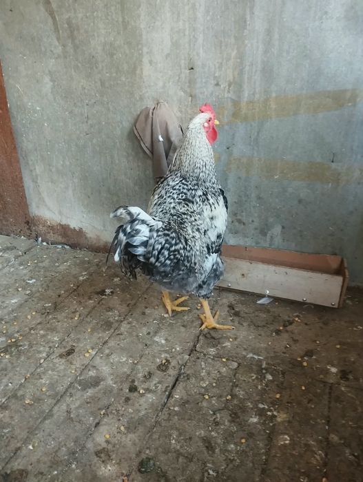 Продам петуха  апрельский