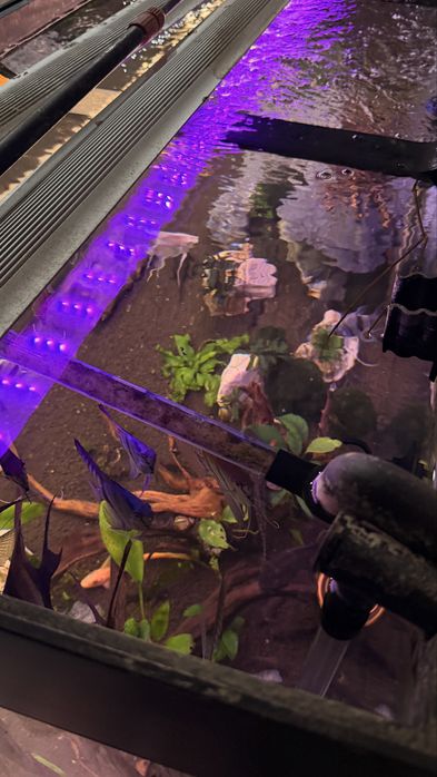 Vând acvariu Juwel 450 litri, complet echipat și funcțional.