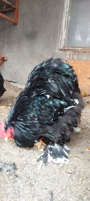 Кохинхины мраморные