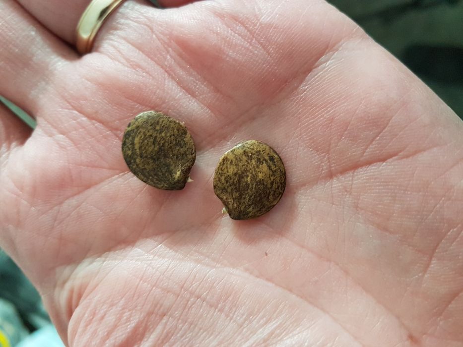 Floare flori Wisteria mov glicina semințe sau ghiveci