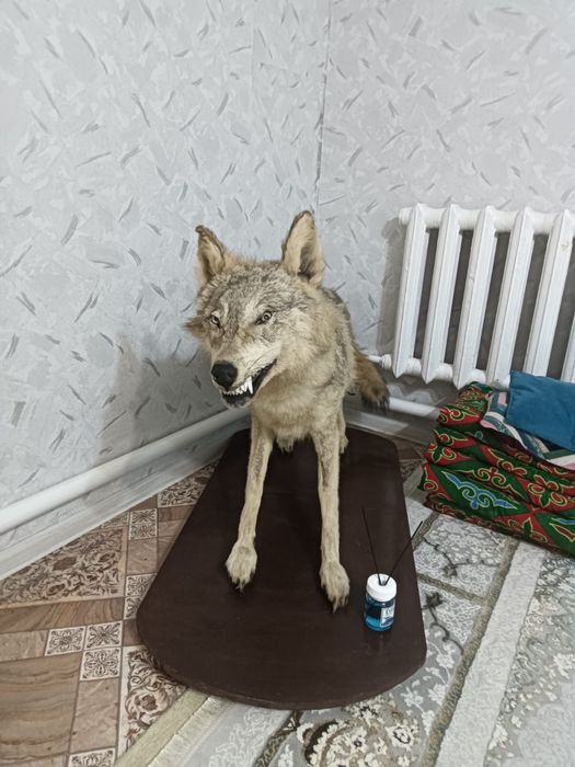 Продаю муляж волка