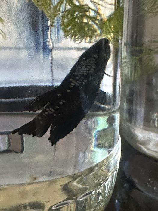 Продам рыбок петушков