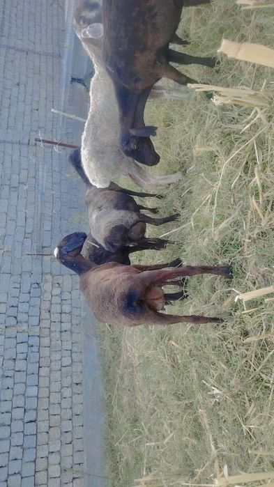 Boladan ajragan.