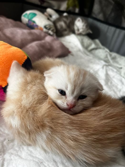 Шотландский котята