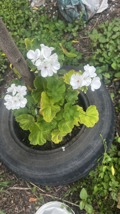 Продам недорого Белую Герань