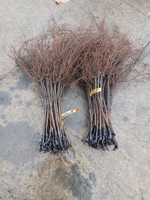 Butasi vita de vie hibrid