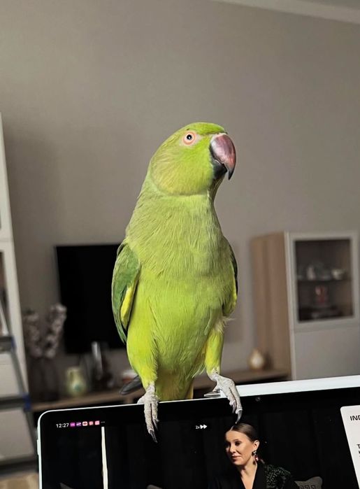 Волнистые попугаи