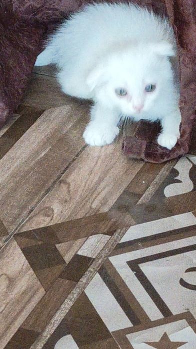 Котята Скоттиш фолдики , упитанные, ухоженные красавчики.