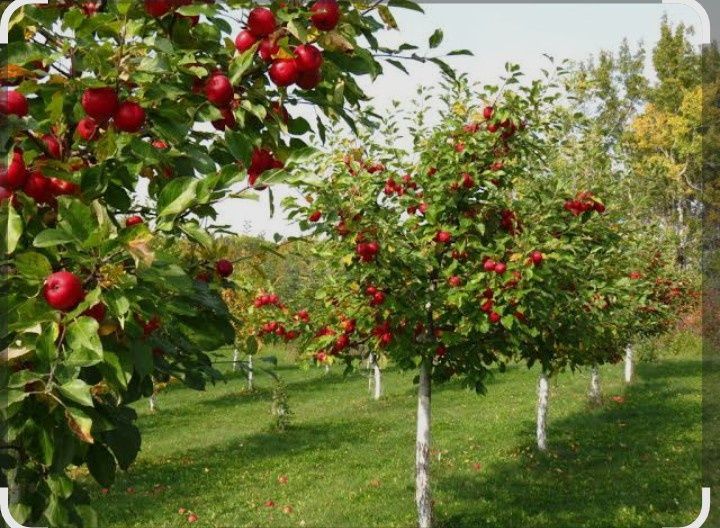 Посадка газона с поливом