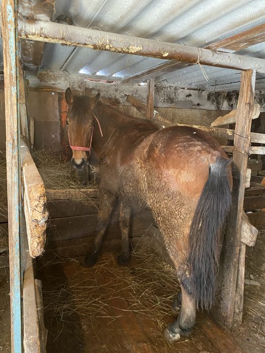 Дөнен шығар сатылады