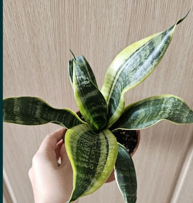 Филодендрон и хойи в наличие