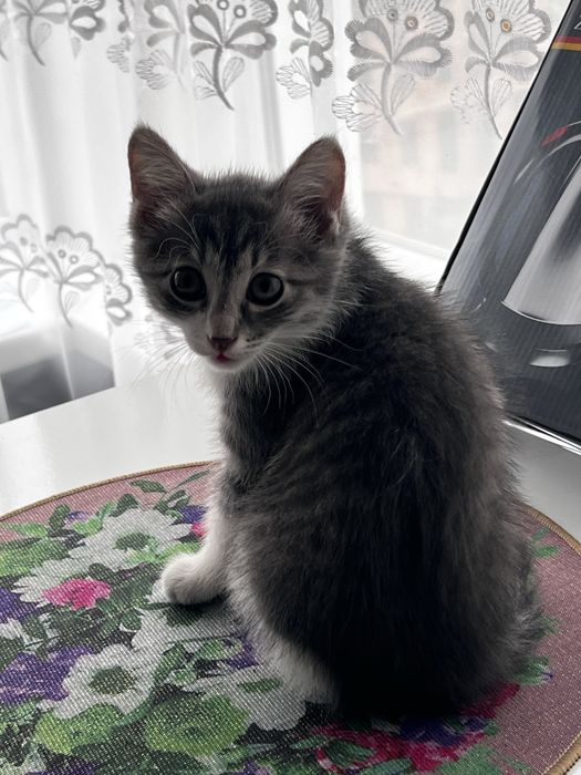 Отдам Дымчатых котят