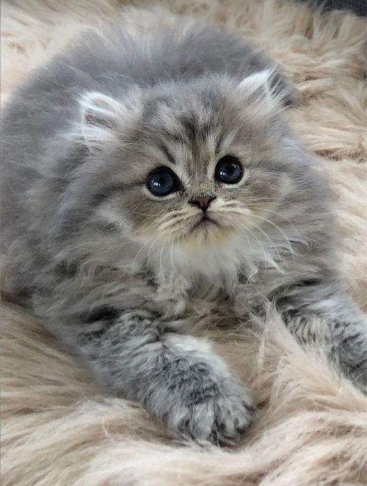Британский котенок