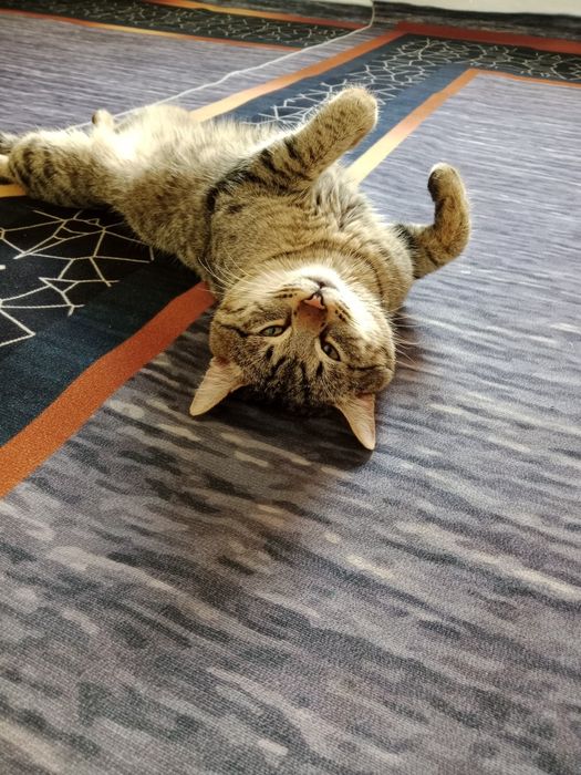 Мысық беремін алам деушілер болса