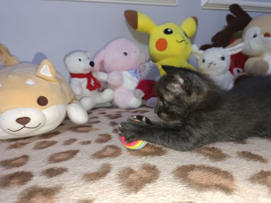 Очаровательные котята ищут дом