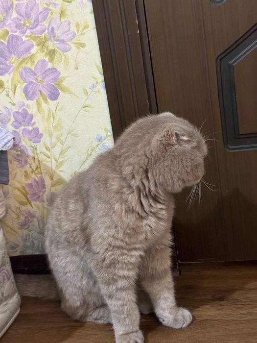 Кошка продаётся серый цвет