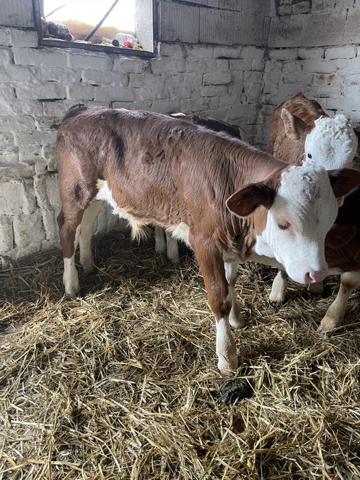 Vitei intarcati de vanzare