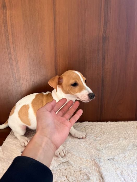 Джек Рассел Терьер