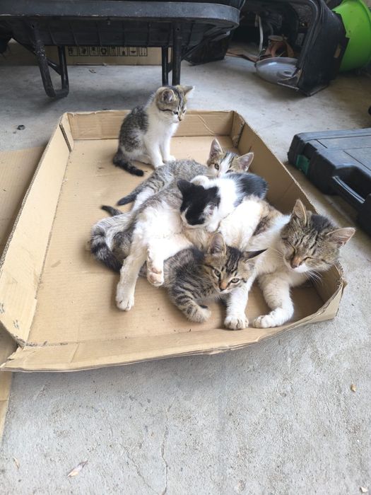 Отдам котят в хорошие руки