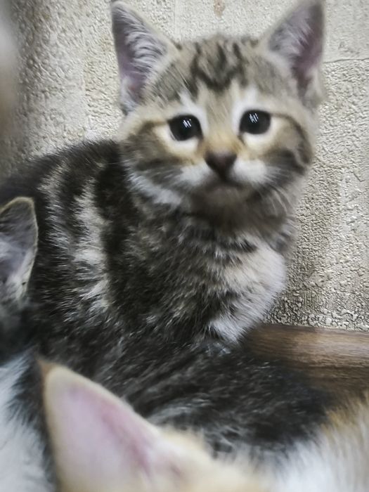 Кошки 50 000 сум
