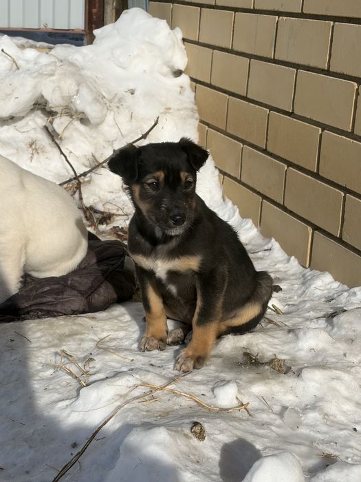 Щенки в добрые руки