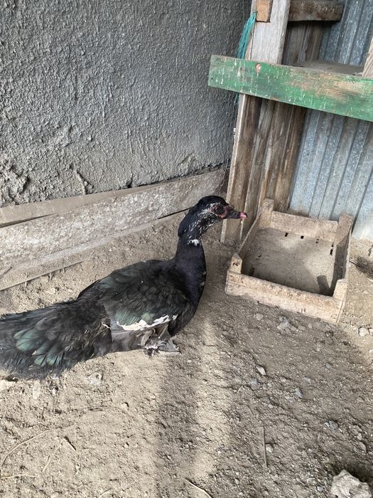 Продам индоуток